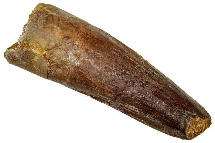 Fossil Spinosaurus Tooth - Real Dinosaur Tooth #329609